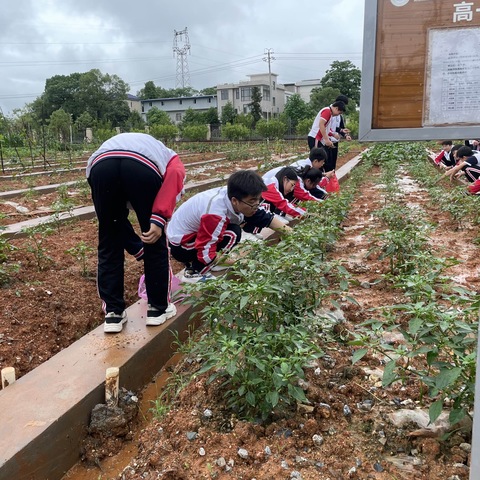 劳动让“象牙塔”有了人间烟火气——萍乡市麻山中学高一4班劳动教育系列活动