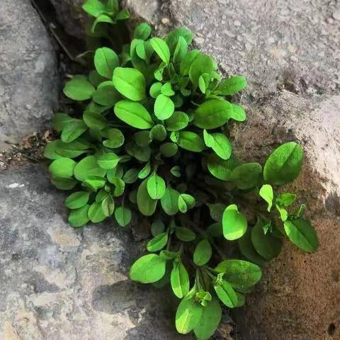 白露岭文友社第15期
