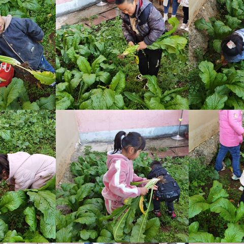 《蔬菜成长记》