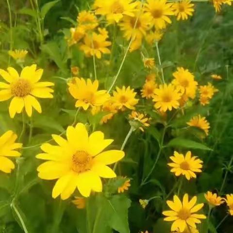 安安日记（一）