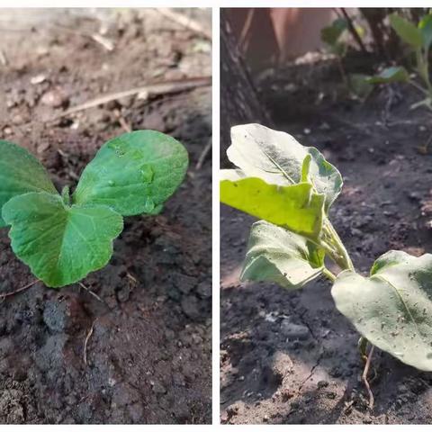 顺城区中心小学劳动教育 劳动实践基地种植活动