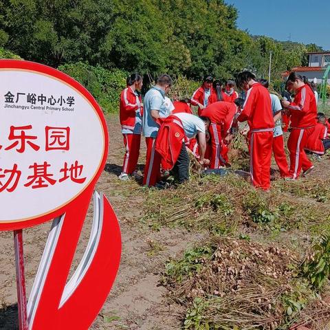 金秋采摘 乐享丰收——迁西县金厂峪中心小学收花生劳动实践活动