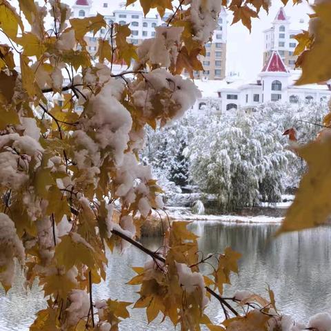 雪挂（25.10.17）