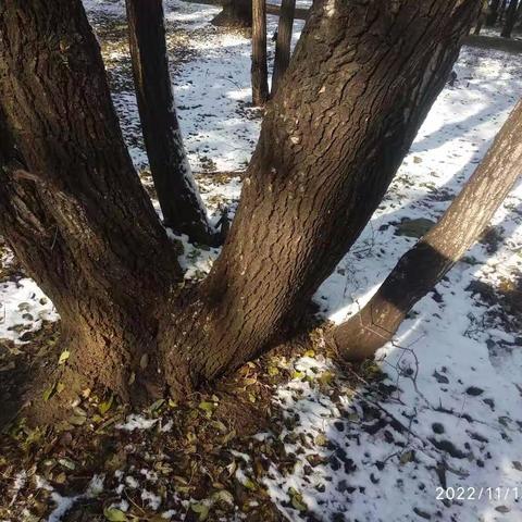 朗读妙菩提诗词《一棵树》