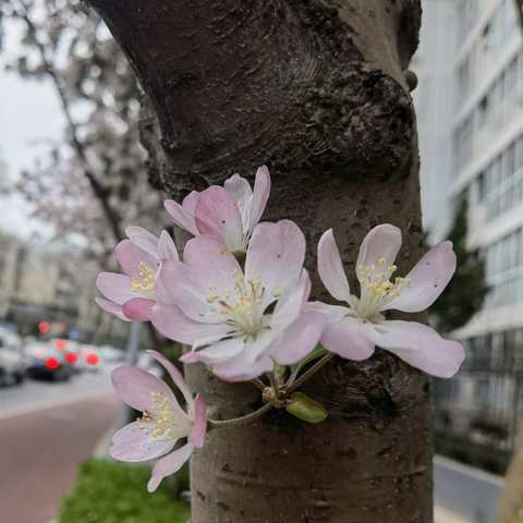 最美人间四月天