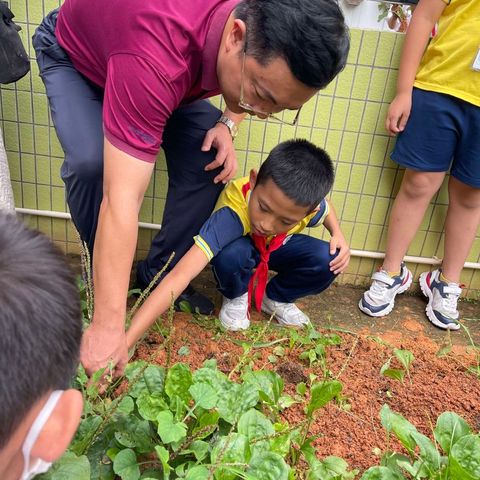 【有气质·更卓越】从种植到餐桌，狮实212班学生从劳动中领略中草药车前草之美