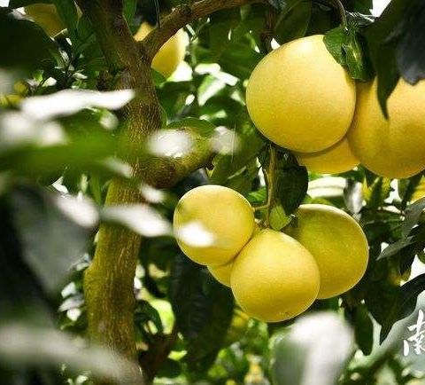 “柚”见美好之甜蜜柚子糖