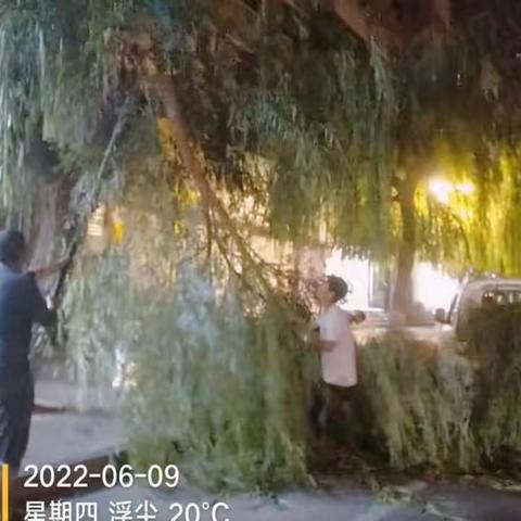 绿化养护科：大风大雨过后，全力抢救清理倒伏树木