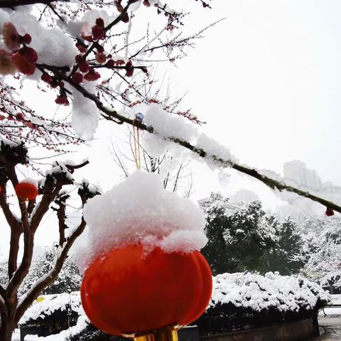 喜  雪