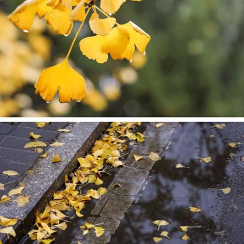 用心研学  不忘教育初心   ---龙山县初中语文教师工作坊整校推进第二次集中培训