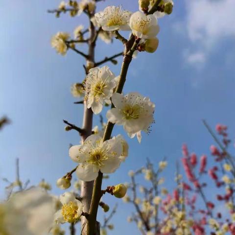 心理健康——家园同行，静待花开“疫”去