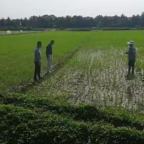 农技人员田间一一“把脉”指导农民春耕生产