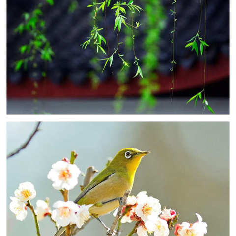 您好，春之味前来报到！🌹🌹😊