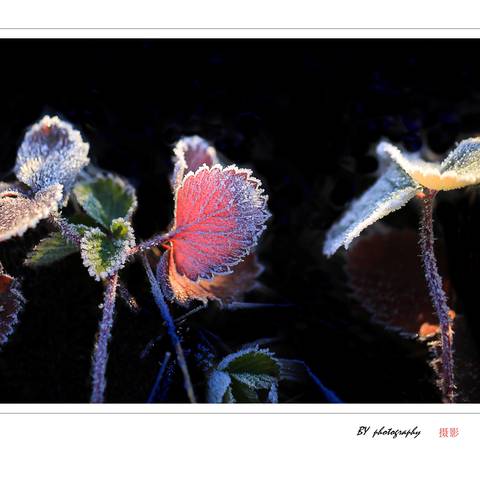 十月的霜花开到我的鬓边来