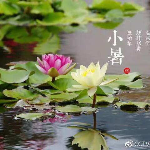 小暑艾灸养生