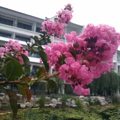 写给古镇的园林工人