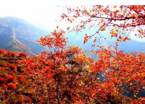 我在庄子岭等你