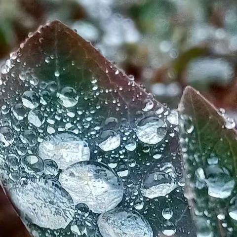 今日立春，春到人间草木知