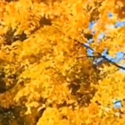 晚秋依恋（第一版）