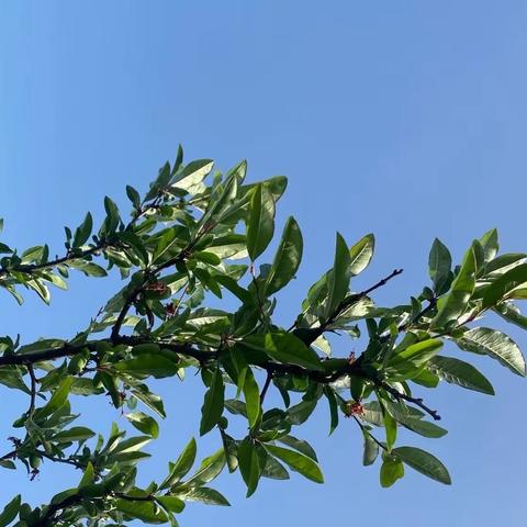 核桃壳煮鸡蛋-摘自 二十四节气顺时养命食方