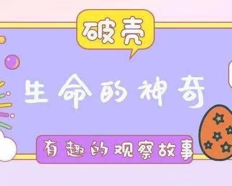 探索生命的奇迹—孵化小鸡