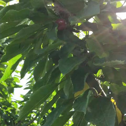 雨过天晴，樱桃红 🌸🌷💐🌻🍀欢声笑语，快乐梦————记百草园英才小学四九班社会实践活动。