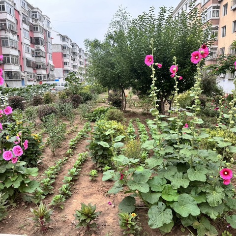 “和谐社区幸福梦 互助家园邻里情” 邻里守望系列—护花使者刘大爷