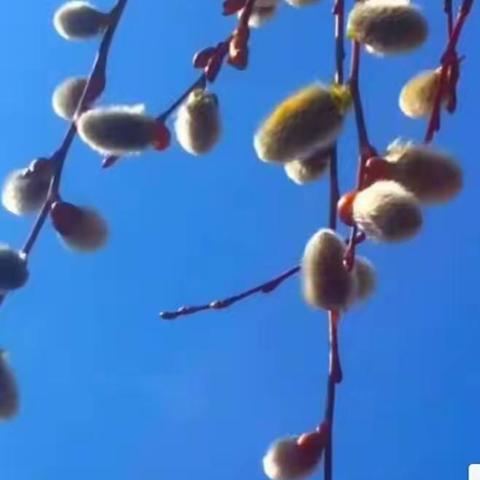 青春扬眉剑出鞘，百日誓师战中考——洛南县杨圪崂中学2021届中考百日誓师大会