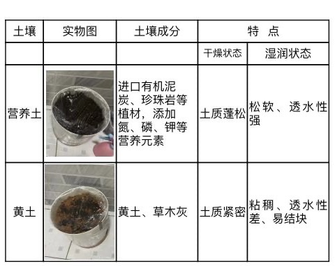 科学观察—不同土壤对向日葵生长的影响