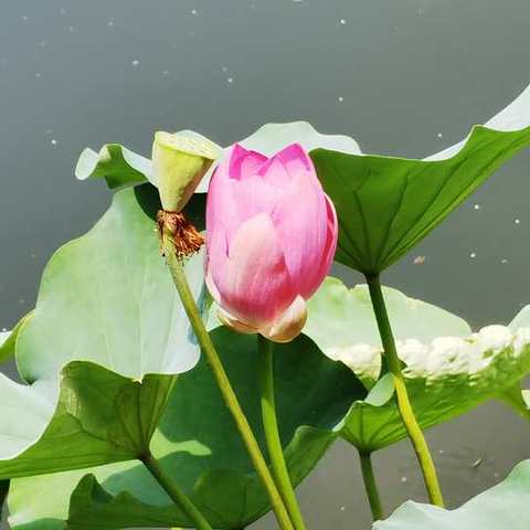 怀念我的父亲母亲