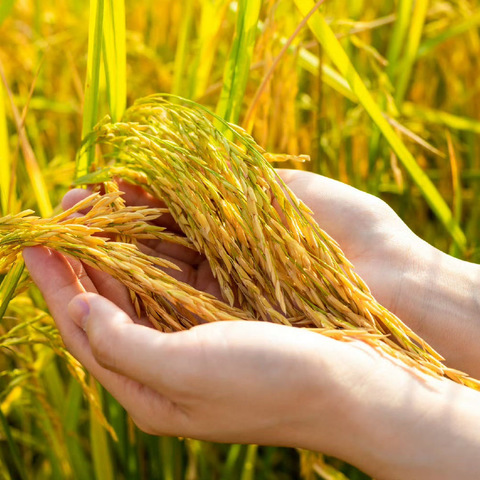 春耕贷款找工行，省时省力又省钱！