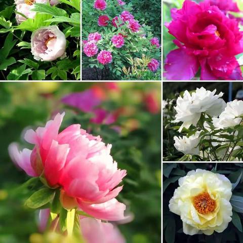 浣花伊洛