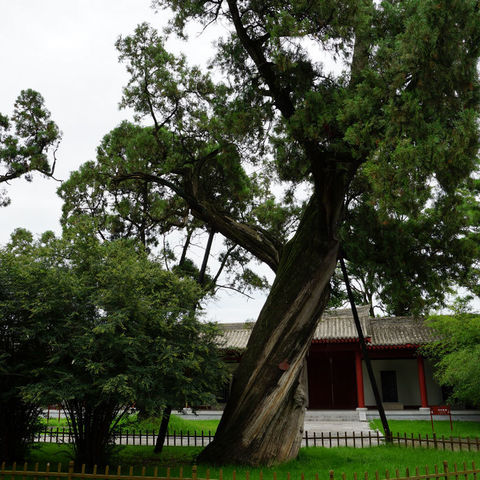 柏树子边寻祖意