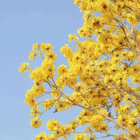 满树“风铃”摇曳，是谁惊艳了春天