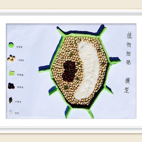 生物“模”力，我“型”我秀——八年级生物手工制作大赛