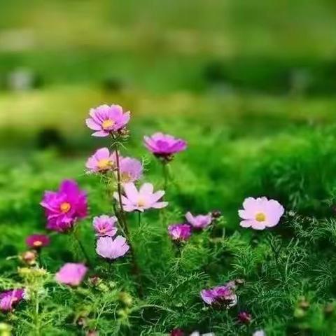 美好与春相伴 岁月向暖而行