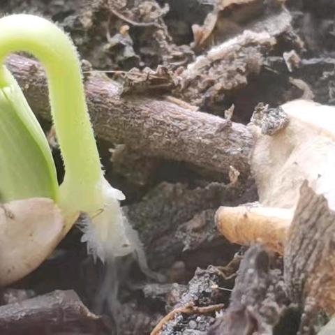 阳台做项目-种黄瓜