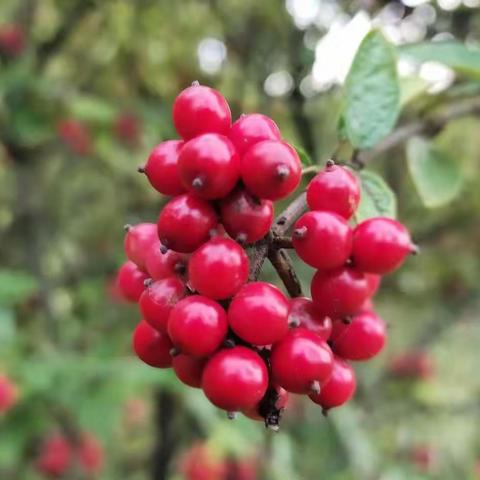 三营镇小学语文名师工作室送教活动小记