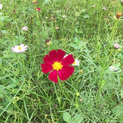 我悦读 我快乐 一悦读小组二期阅读活动