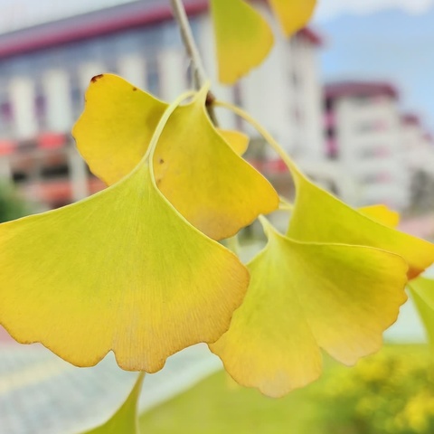 相约秋日，不负美好时光 —武都实验中学高二级导师团队在行动