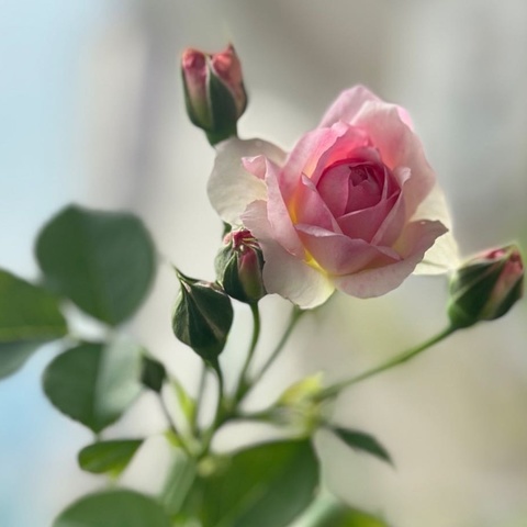 重百电器合川旗舰店