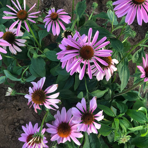 塔庙村委会与西安天一公司携手共抓致富。党风引领大美塔庙！