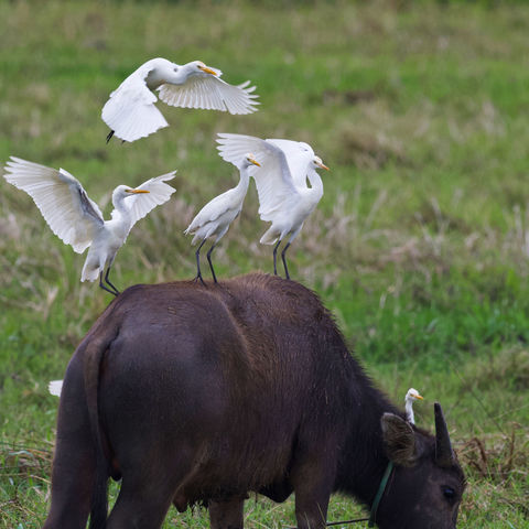 牛背鹭、八哥—动物和谐相生的典范