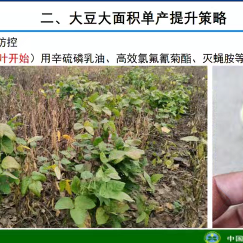 大豆病虫害防治及施肥关键技术
