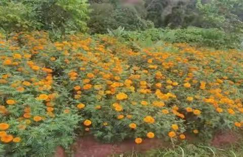 红墙村发展万寿菊产业，拓宽群众增收致富门路