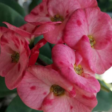 徐大堡小学第一次“云测”       2019-2020第二学期