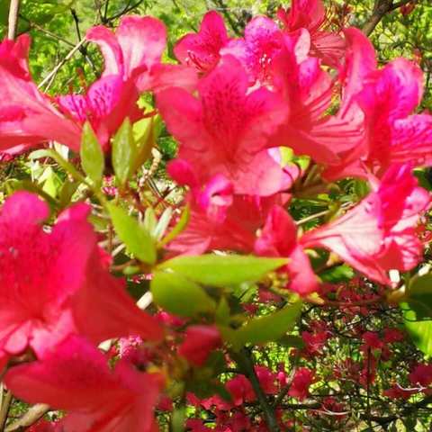 卜算子.杜鹃映山红