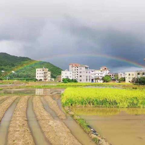 不经风雨怎能见彩虹（写给白马乡亲们的第五封信）