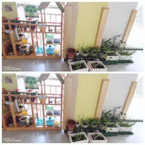 北流市天使幼儿园----中一班养殖角观察记录