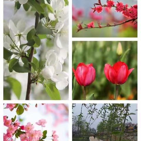 2020我的特殊寒假————光州学校五（6）班寒假实践活动纪实